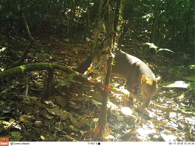 Captan primeras imágenes de jaguar, puma y ocelote en Parque Nacional Sierra del Divisor