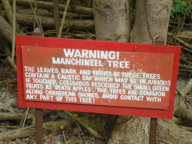 "La corteza de las hojas y los frutos de estos árboles contienen una savia cáustica que puede ser dañina si se toca", se lee en parte de este letrero de advertencia. Foto: Torbellino_ártico / Flickr