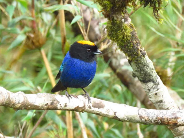 Tanagara coronidorada (Iridosornis rufivertex) es una importante especie de ave en este ecosistema. Foto: NCI