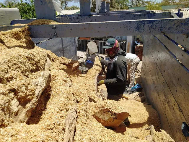 Hallan 11 toneladas de palo santo en Piura. Foto: Serfor