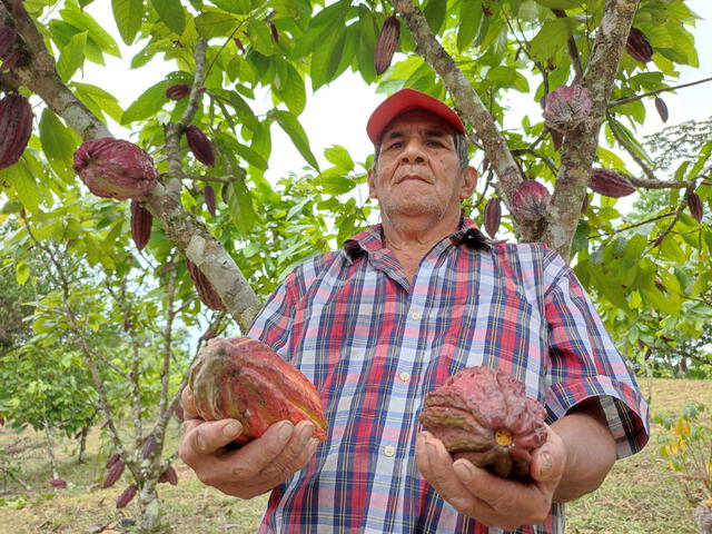 Los productores de cacao corren riesgo de enfermarse si siguen usando glifosato, según los especialistas. Foto: La República
