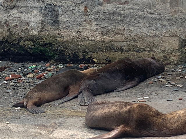 Encuentran a lobos marinos muertos en el litoral de Paita. Foto: La República.