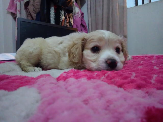 Los Olivos Perro perdido Los Olivos Perro perdido