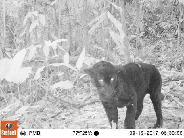 Foto 2: Registro de jaguar melánico (Panthera onca) a 13 km al este de Malvinas (setiembre 2017)
