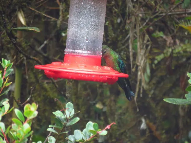 Colibrí en del Área de Conservación Privada más grande de Piura.