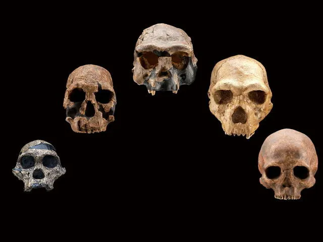 No solo neandertales, denisovanos y cruces: el complicado árbol de la evolución humana podría incluir especies extintas que aún no se han descubierto. Foto: Smithsonian