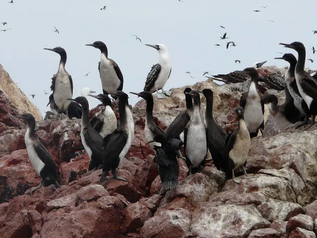 Reserva Nacional de Paracas