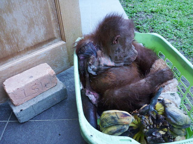 Orangután usa sus patas para trepar luego que perdiera los brazos intentando escapar de sus captores [VIDEO]