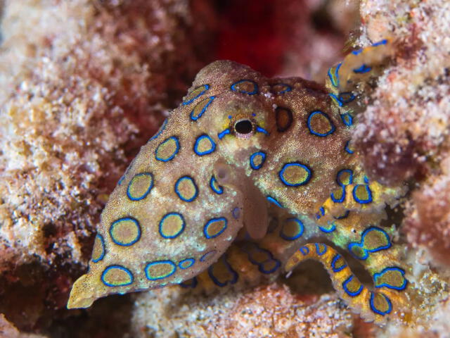 Los científicos sostienen que la tripofobia es una respuesta de supervivencia para evitar el contacto con algunos animales venenosos, como el pulpo de anillos azules. Foto: Submon