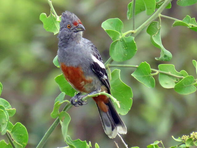 Cortaramas peruano. Foto: ebird
