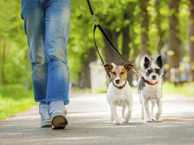 Planea la mejor celebración para tus hijos de cuatro patas en este Día del Perro. (Foto: Wakyma)