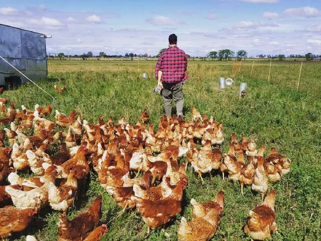 Ley por bienestar de gallinas ponedoras: beneficios, contras, opiniones de especialistas y lo que debes saber del Proyecto de Ley 955-2021 | Congreso | Sanciones | Midagri | Senasa. Foto: Marcelo Suppo/La Voz de San Justo