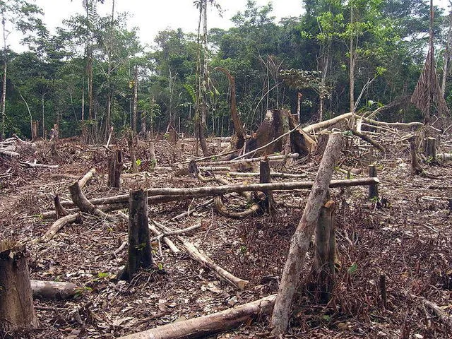 Proyecto pretende combatir problemas ambientales en la Amazonía. Foto: Ecología Verde   