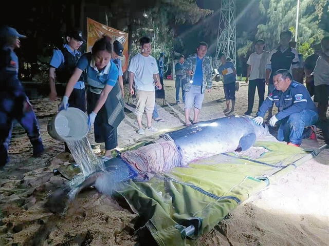  La causa por la que envolvieron a la ballena es para mantenerla hidratada. Foto: Red de Noticias de Sanya   