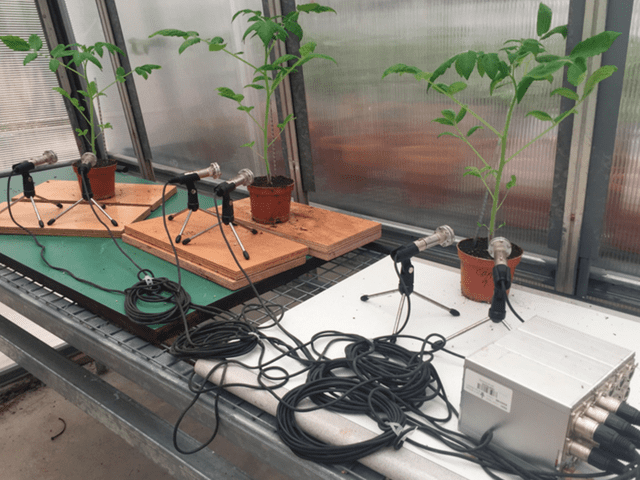  Plantas de tomate cuyos sonidos fueron registrados dentro de un invernadero. Foto: Ohad Lewin-Epstein    