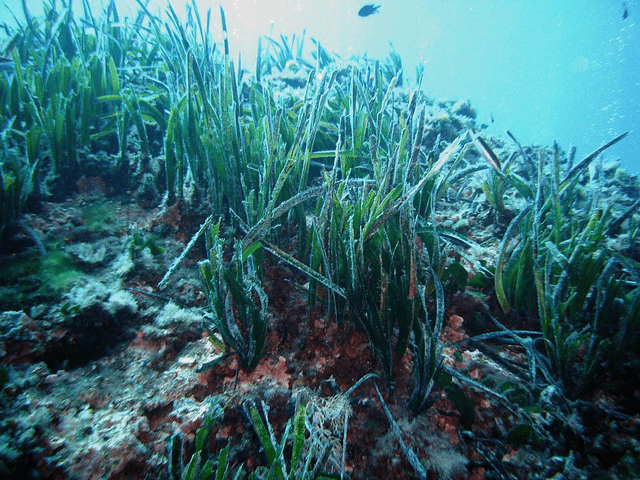  La posidonia oceánica, planta marina que alberga el fitoplancton devorado por la Sarpa salpa. Foto: Yoruno   