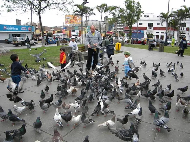 En las plazas de los distritos suele haber palomas porque las personas les dan comida. Foto: Andina / difusión   