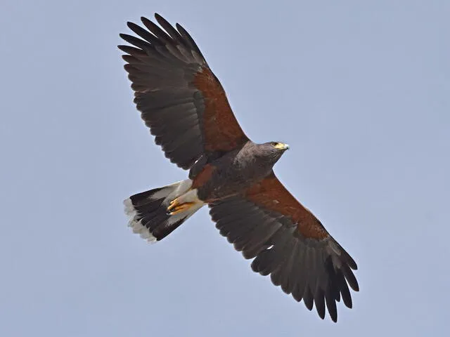 El gavilán acanelado es una de las aves rapaces que controlan la población de palomas en Lima. Foto: eBird   