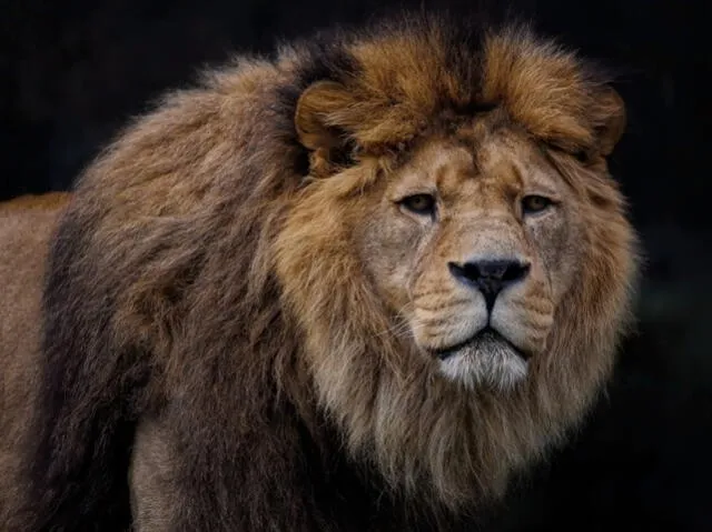 El león de Atlas era originario del norte de África. Foto: Pixabay   
