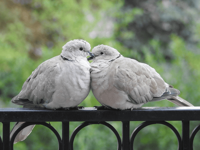 Según estudios, el 90% de las aves son monógamas. Foto: Pixabay   