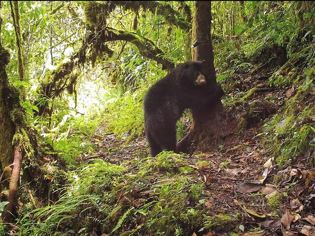 Oso andino captado por cámara trampa en bosque nuboso de Wayqecha. Foto: Conservación Amazónica-ACCA   