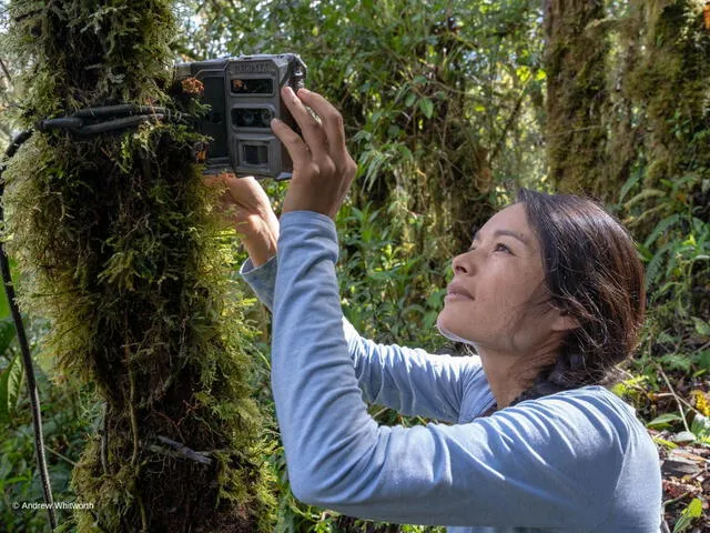 Ruthmery revisa cámaras trampa ubicadas en las zonas donde habita el oso de anteojos. Foto: Conservación Amazónica (ACCA)   