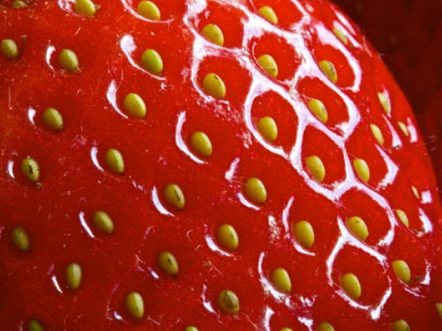  Los aquenios son los frutos de las fresas. Foto: difusión   