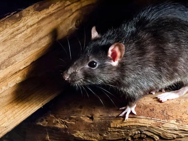 Las ratas pueden variar de tamaño según su especie. Foto: Pixabay   