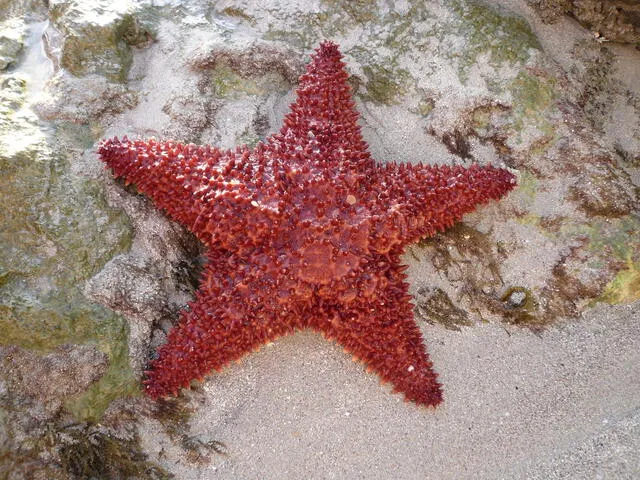  Las estrellas de mar pertenecen al filo de invertebrados de los equinodermos. Foto: Pixabay   