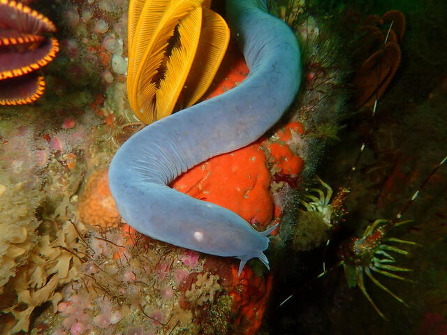  Los mixinos son vertebrados, aunque posee una especie de columna vertebral primitiva. Foto: Wikicommon   