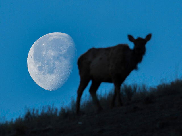 Durante la fase de gibosa menguante, la Luna aún se ve casi llena. Foto: Servicio de Parques Nacionales/Neal Herbert    