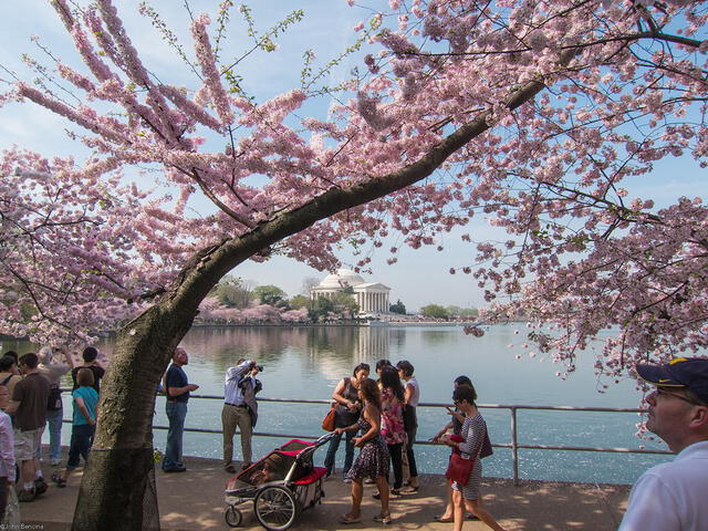 Cherry Blossoms 2024