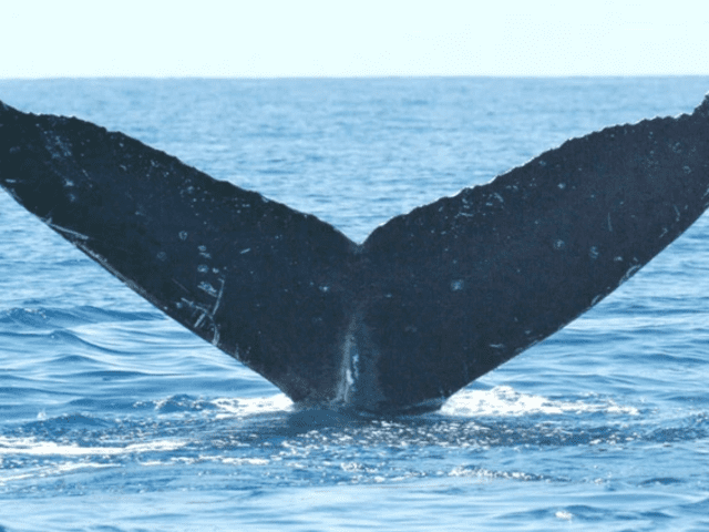 El Instituto SETI se comunicó con ballenas jorobadas. Foto: SETI Institute   