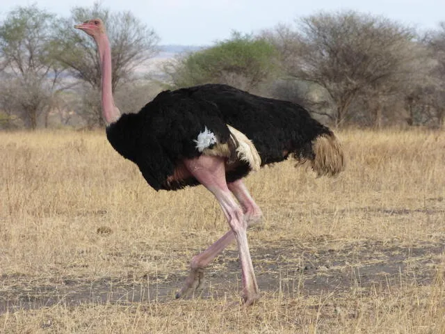 Aunque no es capaz de volar, el avestruz (Struthio camelus) se gana un lugar en esta lista como el ave más grande y pesada del mundo. Foto: Natusfera   