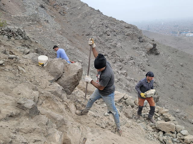 proyecto forestal en San Martín de Porres