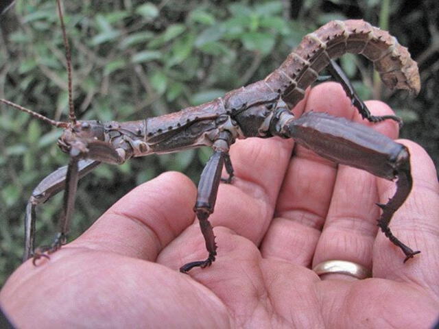  Los insectos palo gigantes pueden medir entre 15 y 25 centímetros. Foto: Aventura Amazonia<br>    