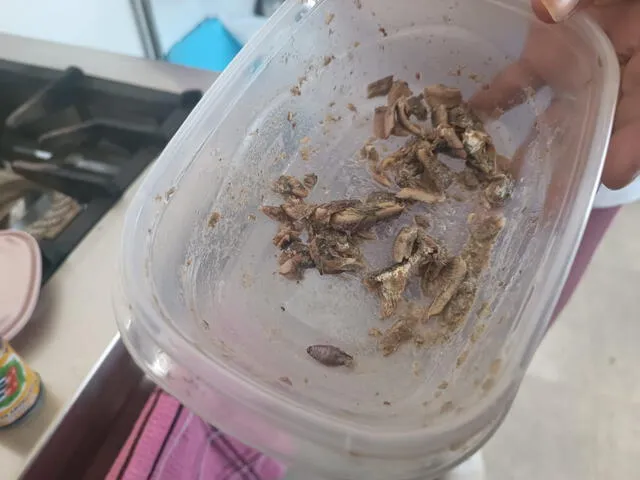 Estas fueron las larvas que se encontraron en los alimentos. Créditos: Maribel Mendo / URPI-LR   