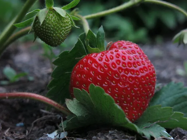 Las fresas no son consideradas frutas, según la estricta definición botánica. Foto: Pixabay   