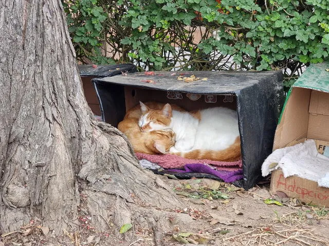 Gatitos ya se han acostumbrado a dormir en las cajas del Parque Kennedy. Foto: Fiorella Alvadorado/La República   