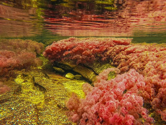  Además de la Macarenia clavigera, diversas especies de algas y plantas acuáticas contribuyen a los vibrantes colores del río y mantienen el equilibrio del ecosistema. Foto: Periódico del Meta   