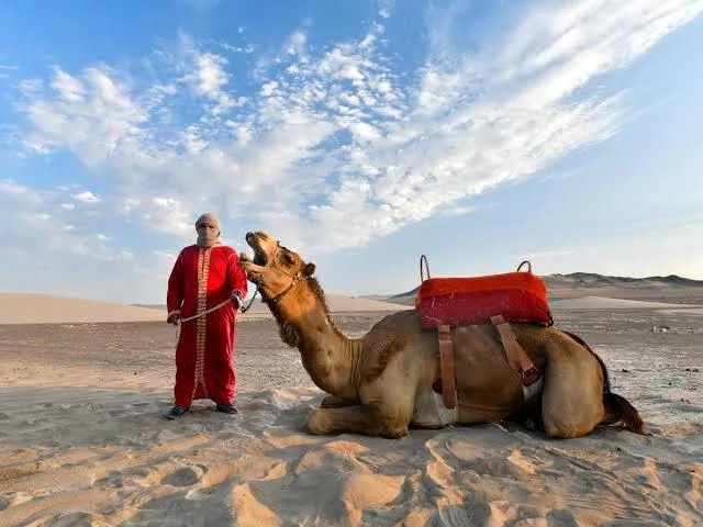 Animales están acompañados de un guía para la máxima distracción de los visitantes. Foto: Difusión   