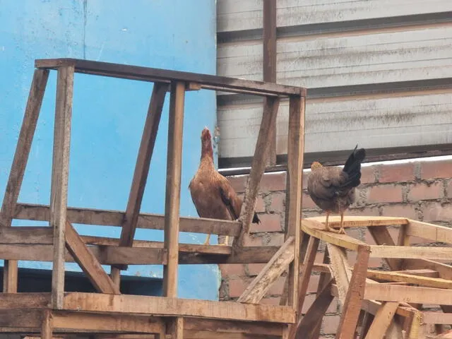  Gallinas fueron rescatadas del incendio. Foto: Kevinn García/LR    