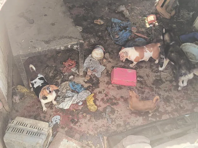 Perros estaban atrapados en vivienda de San Juan de Miraflores. Foto: Rosa Quincho/La República   