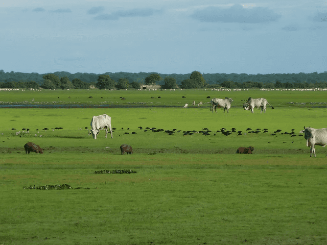 La ausencia de montañas y formaciones geológicas convierten a los llanos de Venezuela en un lugar con nula actividad sísmica. Foto: Difusión   