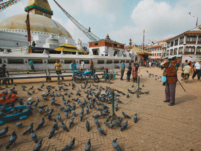  Una actividad normal en otros países, alimentar palomas en Singapur está prohibido. Foto Pexels.   