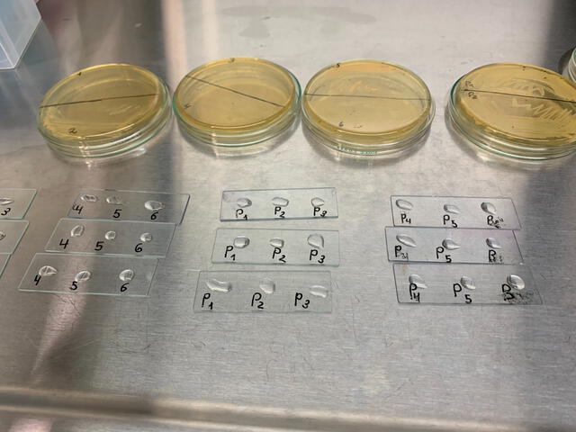 proceso. El objetivo del proyecto es cortar el ciclo de reproducción del zancudo. Ya hay avances positivos. Foto: Ofelia Córdova    