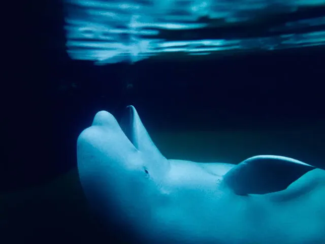 La beluga rusa fue hallada en 2022. Foto: National Geographic   