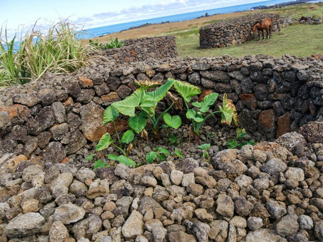 Los manavai son jardines de piedra donde los antiguos habitantes de Rapa Nui cultivaron en su interior hortalizas y frutas para el autoconsumo. Foto: photomoai.com   