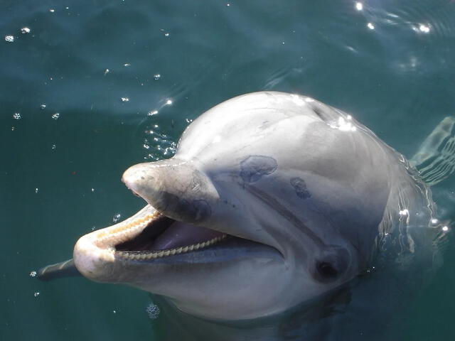 Debido a su agilidad e inteligencia, los delfines nariz de botella suelen ser los preferidos de los acuarios. Foto: Picture Nature   