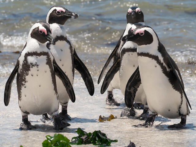 Los pingüinos africanos tienen un plumaje denso y aceitoso que los hace impermeables en aguas frías. Foto: Gavin Edmondstone / Flickr  